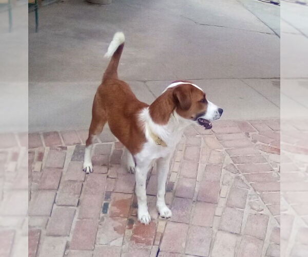 Medium Photo #9 Mutt Puppy For Sale in Apple Valley, CA, USA