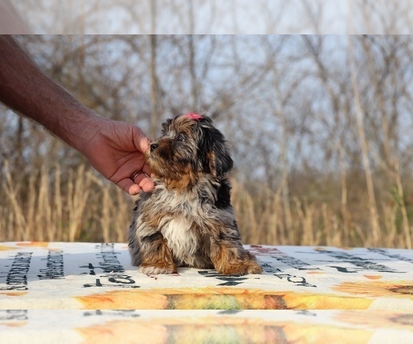 Medium Photo #9 ShihPoo Puppy For Sale in DYERSBURG, TN, USA