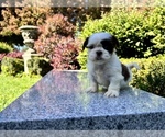Small Photo #25 Shih Tzu Puppy For Sale in HAYWARD, CA, USA
