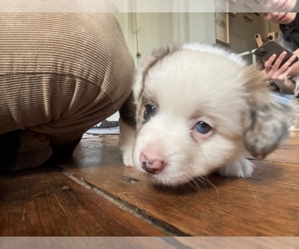 Medium Photo #1 Aussie-Corgi Puppy For Sale in ESPERANCE, NY, USA
