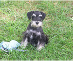 Jonah - Male Schnauzer (Miniature) Puppy for Sale - Photo #5
