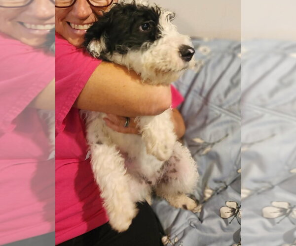 Medium Photo #5 Mutt Puppy For Sale in Grafton, WI, USA