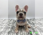 Small #1 French Bulldog