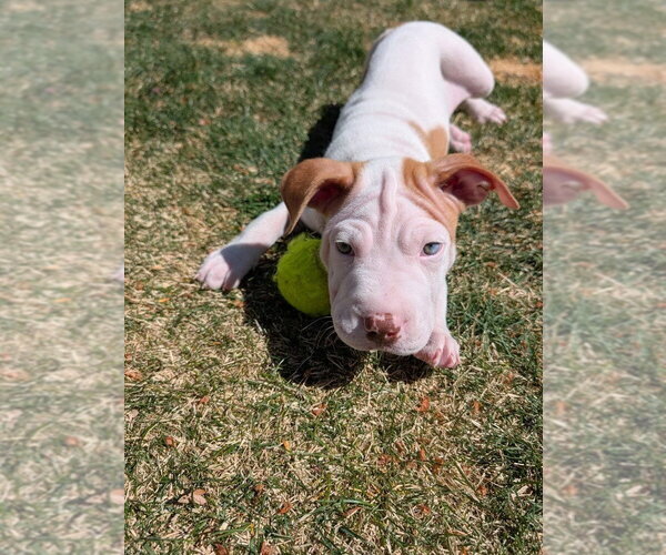 Medium Photo #4 Mutt Puppy For Sale in Lakewood, CO, USA