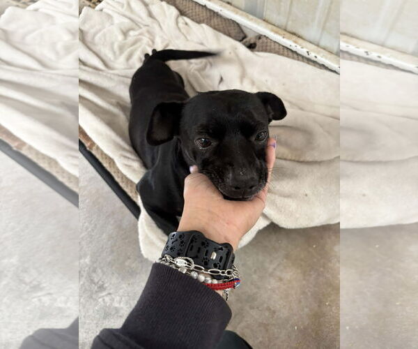 Medium Photo #6 Chihuahua-Unknown Mix Puppy For Sale in Grafton, WI, USA