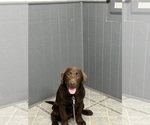 Puppy Hulk Labrador Retriever