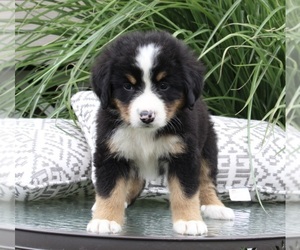 Bernese Mountain Dog Puppy for sale in DUNDEE, OH, USA