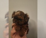 Small #1 Shih Tzu