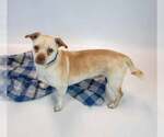 Small #4 Chihuahua Mix