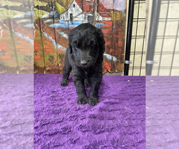 Medium Photo #6 Labradoodle Puppy For Sale in CRAIG, NE, USA