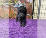 Small Photo #6 Labradoodle Puppy For Sale in CRAIG, NE, USA