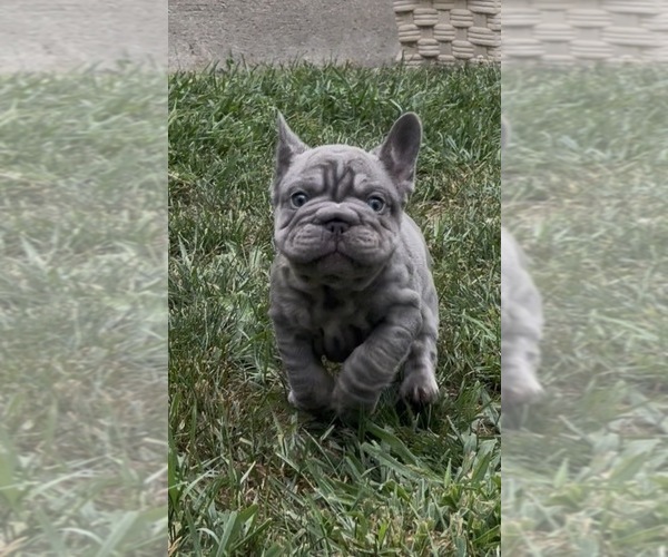 Medium Photo #17 French Bulldog Puppy For Sale in SUSSEX, WI, USA