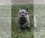 Small #5 French Bulldog