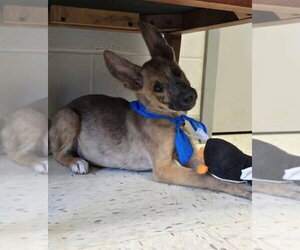 Holland Shepherd Dogs for adoption in Imlay City, MI, USA