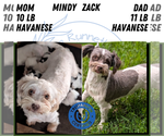 Small Photo #59 Havanese Puppy For Sale in GOSHEN, IN, USA