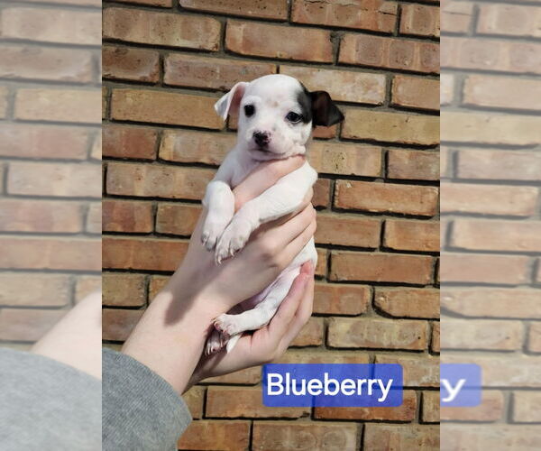 Medium Photo #1 Jack Chi Puppy For Sale in Aurora, IN, USA