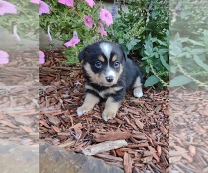 Aussie-Corgi Puppy for sale in LEBANON, MO, USA