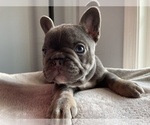 Small Photo #2 French Bulldog Puppy For Sale in WARRENTON, VA, USA
