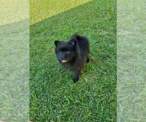 Pomeranian Puppy for sale in FAYETTEVILLE, NC, USA