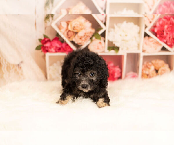 Medium Photo #4 Poodle (Toy) Puppy For Sale in WARSAW, IN, USA