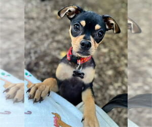 Chug Dogs for adoption in Wakefield, RI, USA