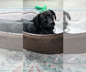 Mutt Dogs for adoption in New London, WI, USA