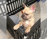 Small #3 French Bulldog