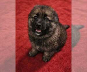 Medium German Shepherd Dog