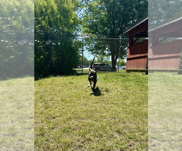 Medium Photo #3 Mutt Puppy For Sale in Glen Allen, VA, USA