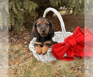 Dachshund Puppy for sale in MIDDLEBURY, IN, USA