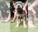 Puppy Puppy 3 Black American Bully