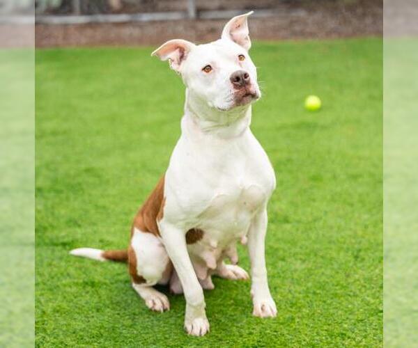 Medium Photo #1 Mutt Puppy For Sale in Camarillo, CA, USA