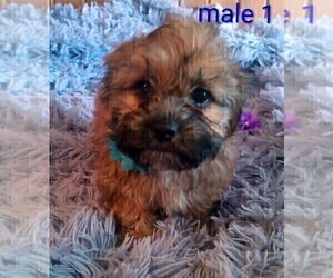 Cock-A-Tzu Puppy for sale in WOBURN, MA, USA