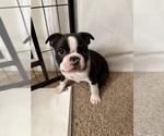 Small #1 Boston Terrier