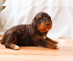 Small Photo #12 Bernedoodle Puppy For Sale in CARLOCK, IL, USA