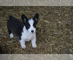 Small Photo #9 Pembroke Welsh Corgi Puppy For Sale in OROFINO, ID, USA