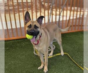 German Shepherd Dog-Unknown Mix Dogs for adoption in Las Vegas, NV, USA