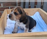 Small #8 Beagle