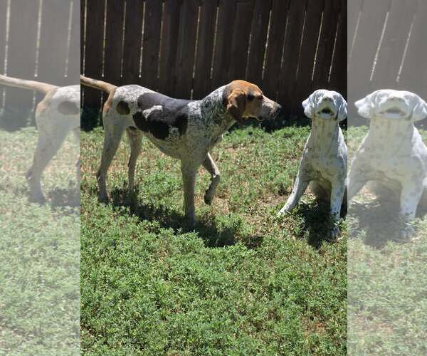 Medium Photo #3 English Coonhound Puppy For Sale in Fort Collins, CO, USA