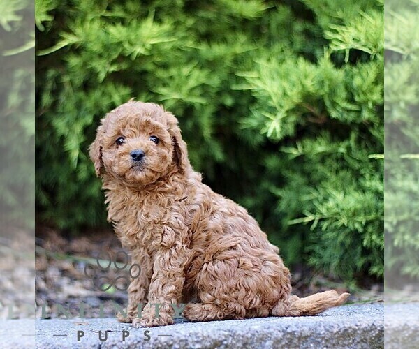 Medium Photo #3 Goldendoodle (Miniature) Puppy For Sale in KINZERS, PA, USA