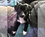 Elsa - Female Mutt Dog for Adoption - Small photo