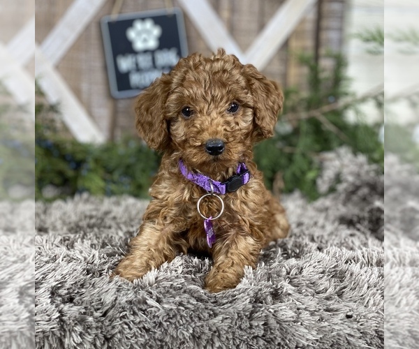 Medium Photo #3 Poodle (Standard) Puppy For Sale in WOLCOTT, IN, USA