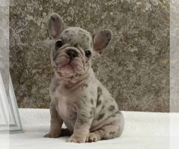 Medium Photo #12 French Bulldog Puppy For Sale in RENTON, WA, USA