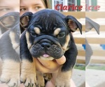 Puppy 3 English Bulldog