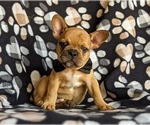 Small Photo #7 French Bulldog Puppy For Sale in CHRISTIANA, PA, USA