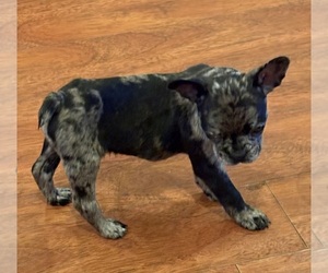 French Bulldog Puppy for sale in DAVISON, MI, USA