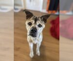 Small Mutt