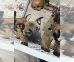 Small Photo #26 Belgian Malinois Puppy For Sale in REESEVILLE, WI, USA