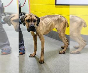 Mastiff Dogs for adoption in Forestville, MD, USA