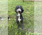 Small Photo #1 Great Dane-Sheepadoodle Mix Puppy For Sale in EGG HARBOR CITY, NJ, USA